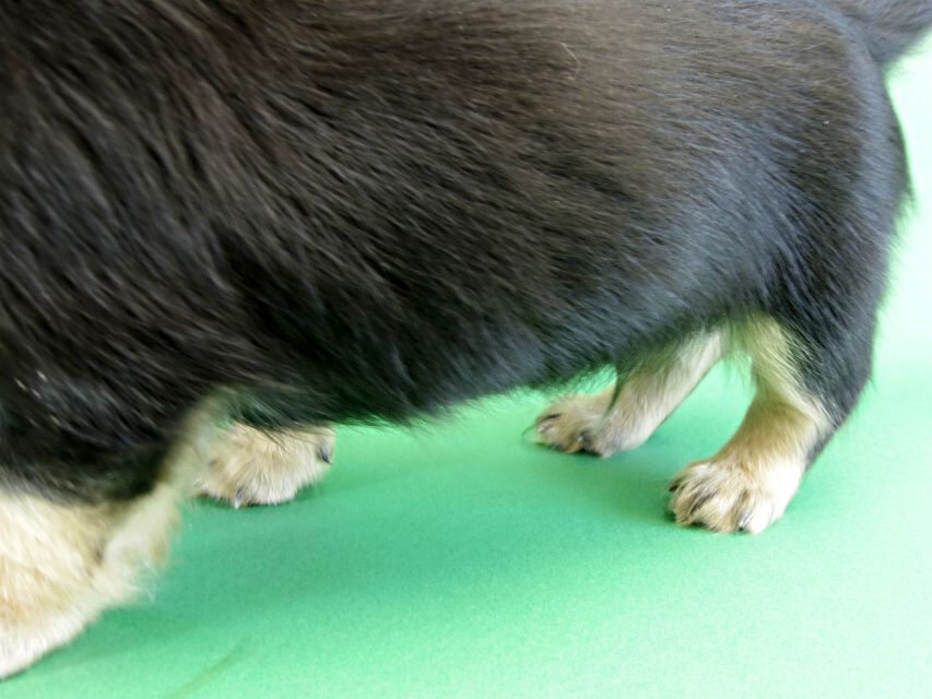 カニヘンダックス 仔犬 ブラック&クリーム男の子 カニヘンダックス 仔犬 ブラック&クリーム男の子