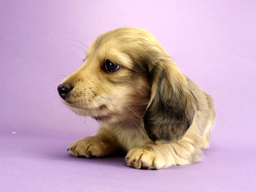 カニンヘン ダックスフンド 子犬 シェーデットクリーム 男の子