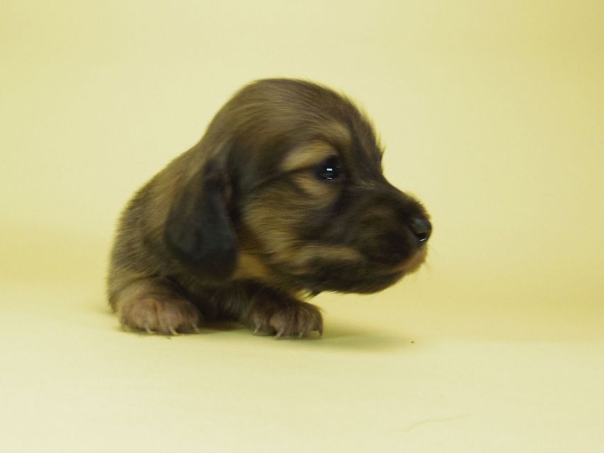 ダックスフンド ソルト & MONKEY D. LUFFYの子犬 シェーデットクリーム 女の子