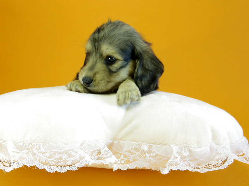 カニヘン　子犬　シェーデットクリーム　女の子