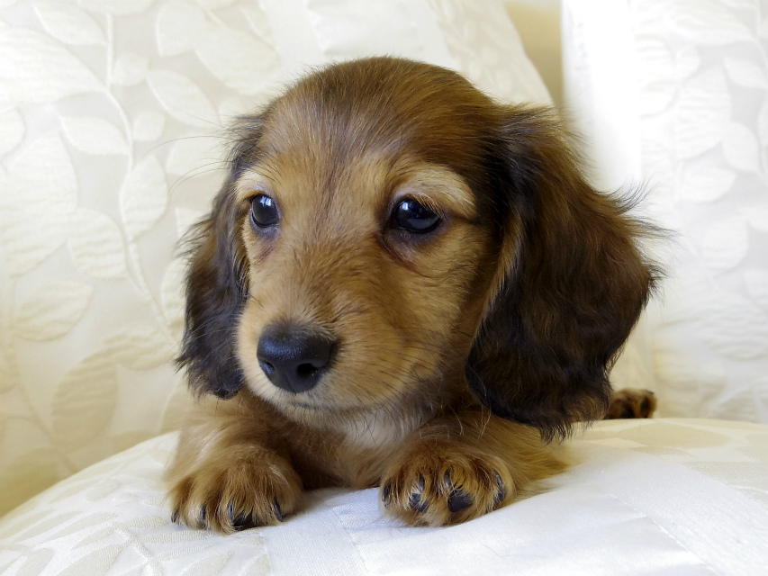 カニンヘン ダックスフンド シェーデットレット　男の子