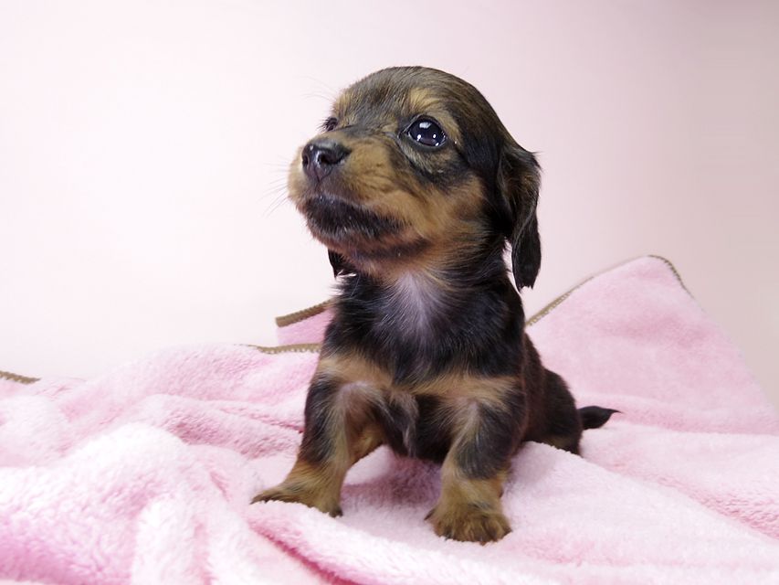 カニンヘン ダックスフンド 子犬 シェーデットレッド 女の子