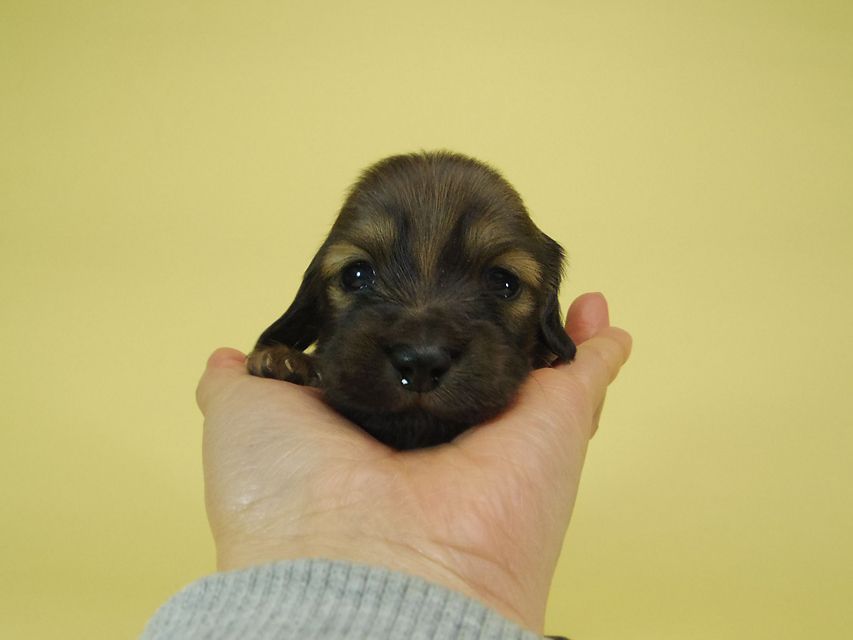 ダックスフンド ソルト & MONKEY D. LUFFYの子犬 シェーデットクリーム 女の子