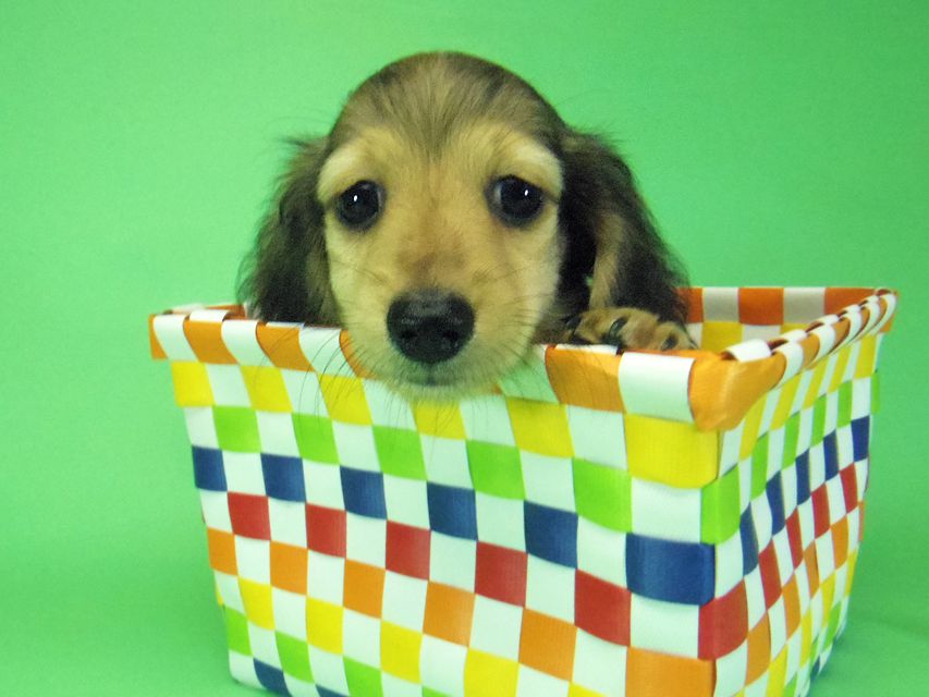 ダックスフンド グリム & オスカルの子犬 シェーデットクリーム 男の子