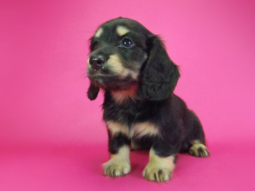 ダックスフンド わかば & 武蔵の子犬 ブラッククリーム 女の子