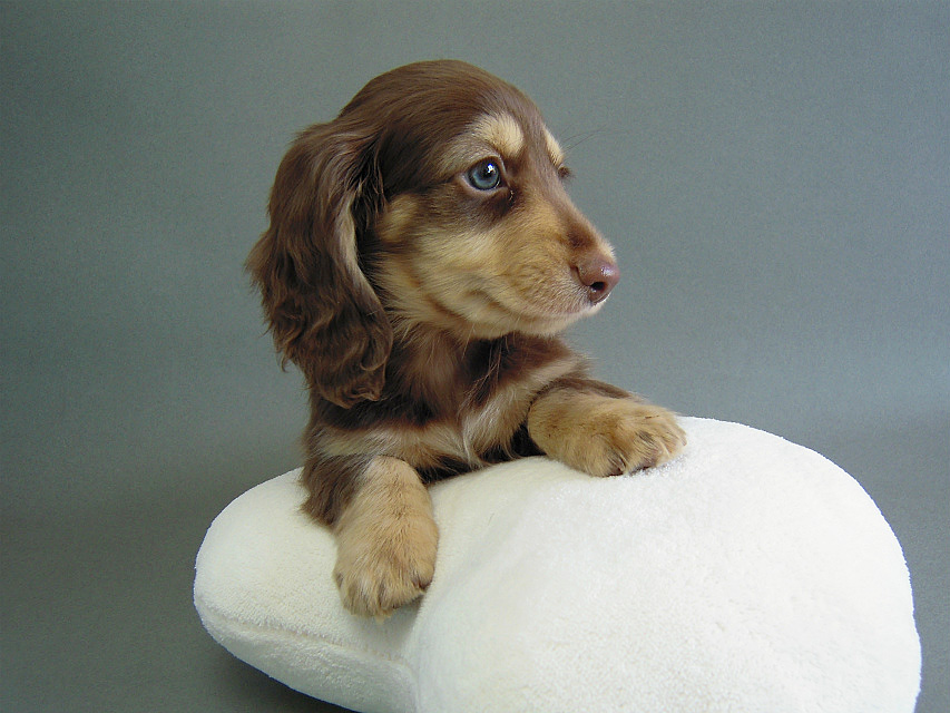 カニヘン チョクリ男の子 カニヘン チョクリ男の子