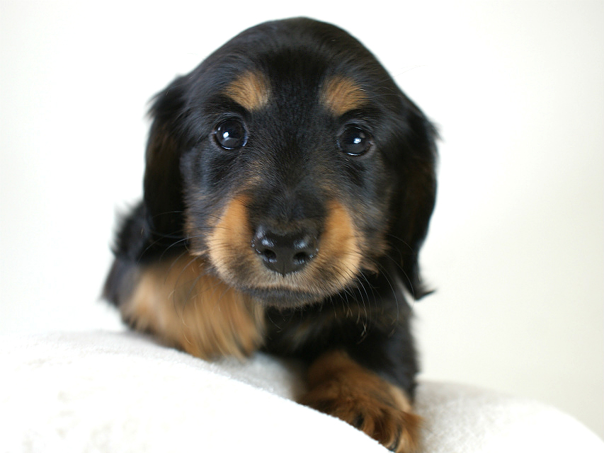 カニヘン　子犬　ブラタン男の子