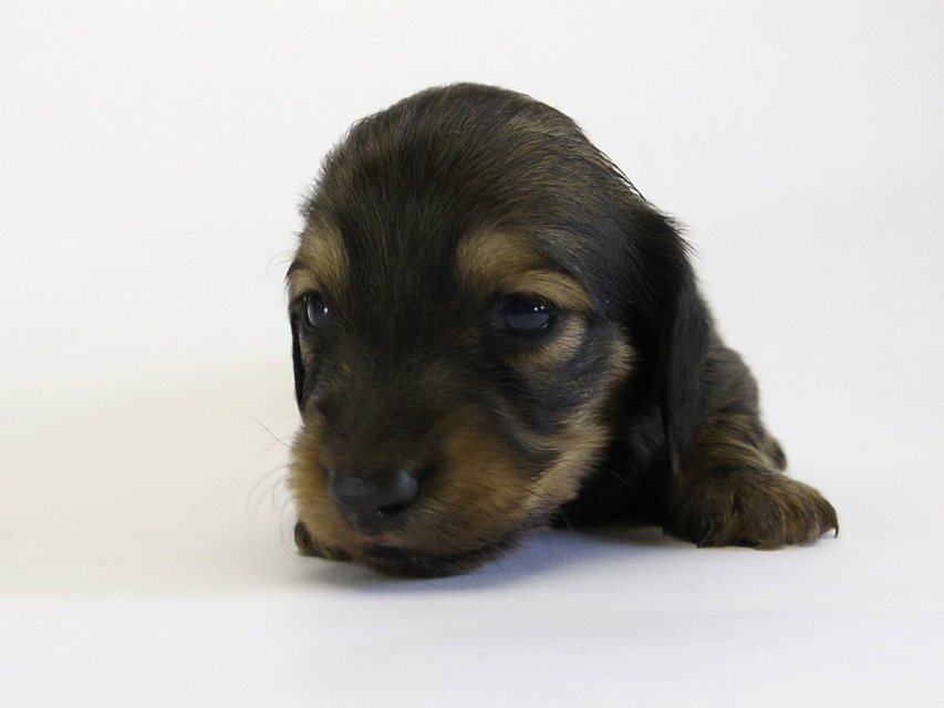 カニンヘン ダックスフンド 子犬 シェーデットクリーム 女の子 カニンヘン ダックスフンド 子犬 シェーデットクリーム 女の子