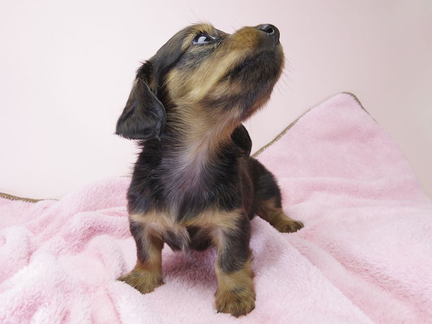 カニンヘン ダックスフンド 子犬 シェーデットレッド 女の子