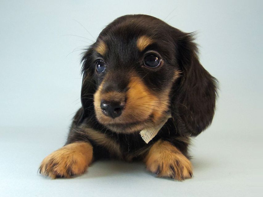 カニンヘン ダックスフンド ハナビ & オスカルの赤ちゃん 7/17生まれ ブラッククリーム 女の子106 カニンヘン ダックスフンド ハナビ & オスカルの赤ちゃん 7/17生まれ ブラッククリーム 女の子