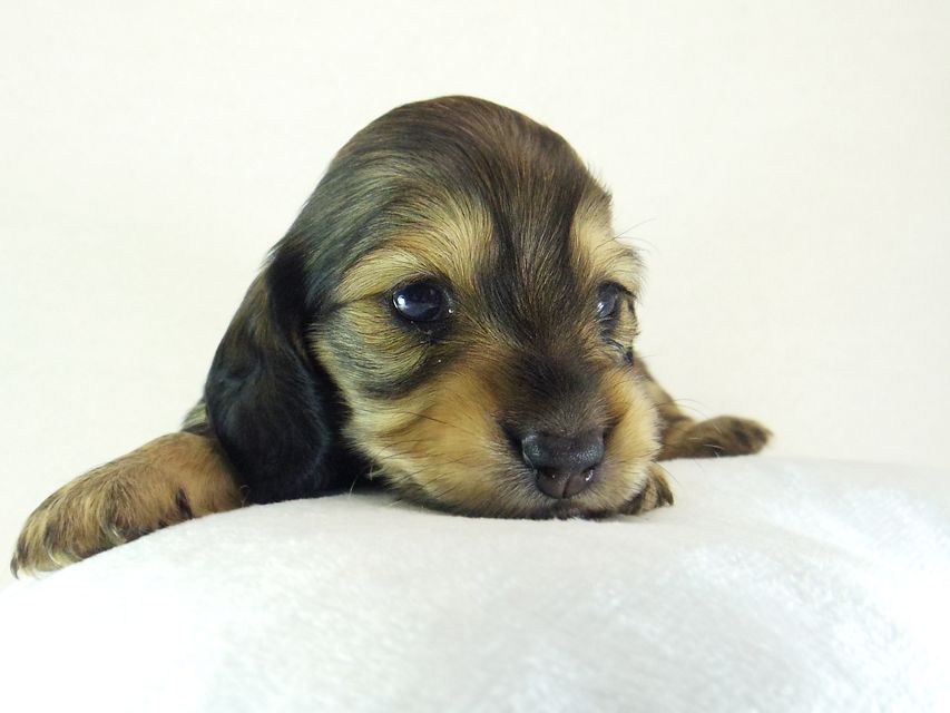 ダックスフンド カニンヘン ティアラ & オスカルの子犬 シェーデットクリーム 女の子