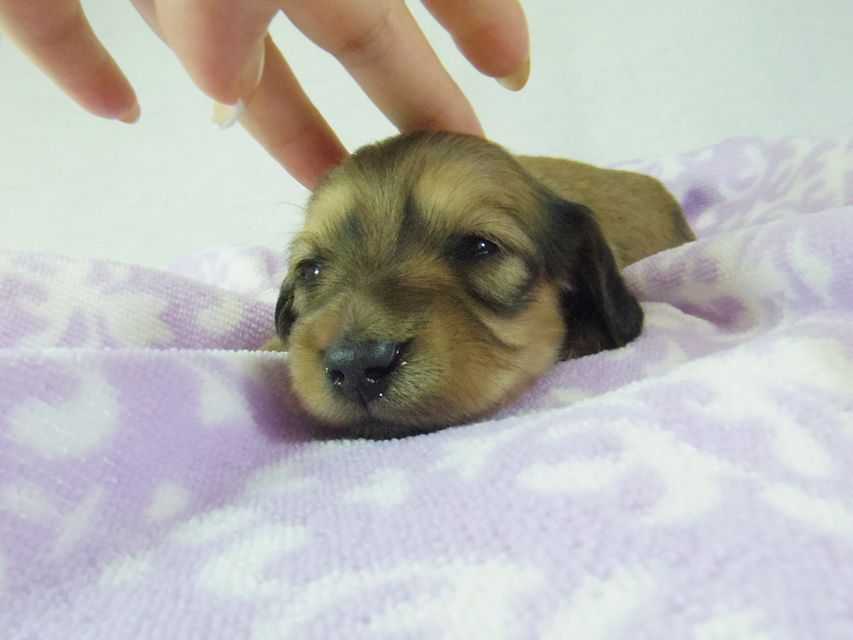 ダックスフンド アンジュ & ジムダンディーの子犬 シェーデットクリーム 女の子②106 ダックスフンド アンジュ & ジムダンディーの子犬 シェーデットクリーム 女の子②