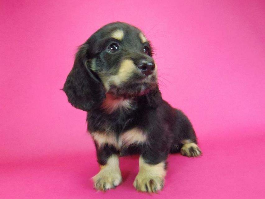 ダックスフンド わかば & 武蔵の子犬 ブラッククリーム 女の子
