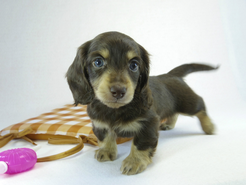 カニヘン　子犬　チョコクリ女の子