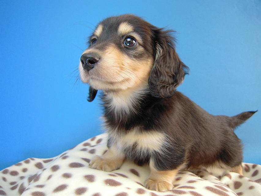 カニヘン　子犬　ブラタン男の子