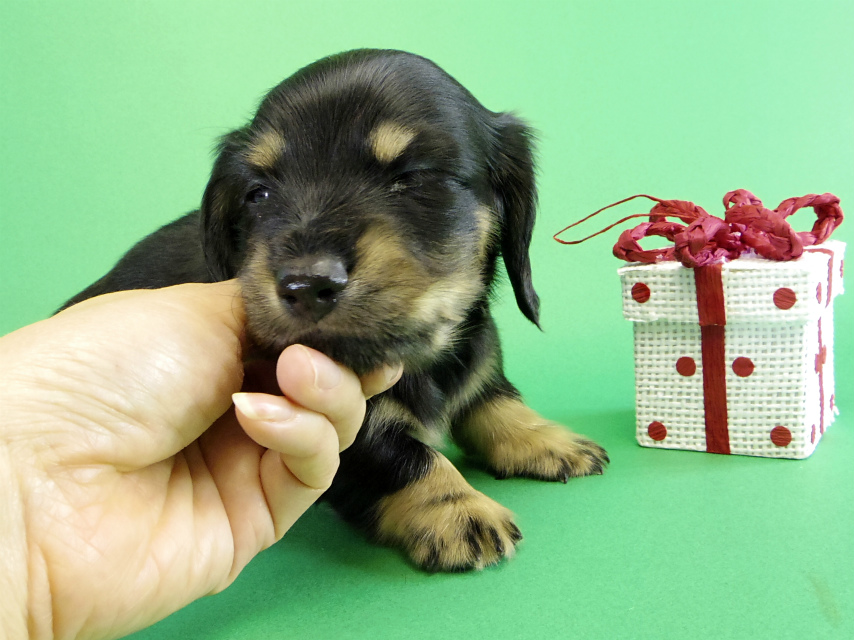 カニヘンダックス　子犬　ブラッククリーム男の子