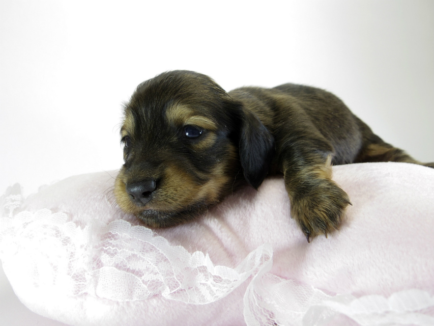 カニンヘン ダックスフンド 子犬 シェーデットクリーム 女の子 カニンヘン ダックスフンド 子犬 シェーデットクリーム 女の子