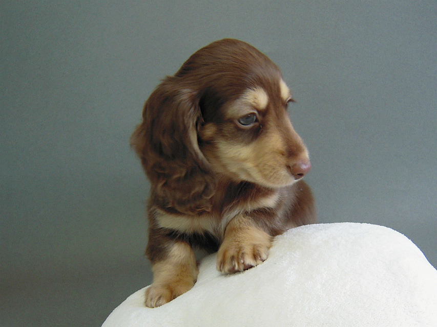 カニヘン チョクリ男の子 カニヘン チョクリ男の子