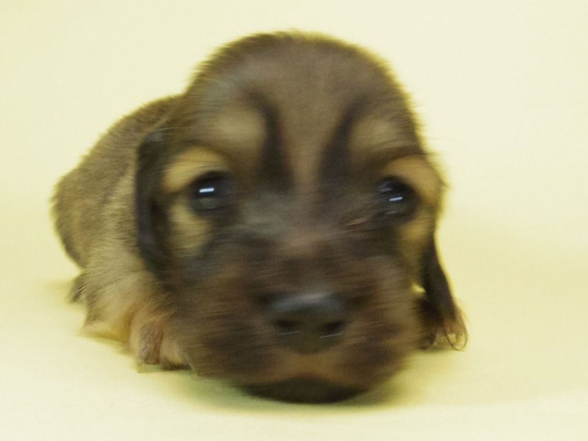 ダックスフンド ソルト & MONKEY D. LUFFYの子犬 シェーデットクリーム 女の子