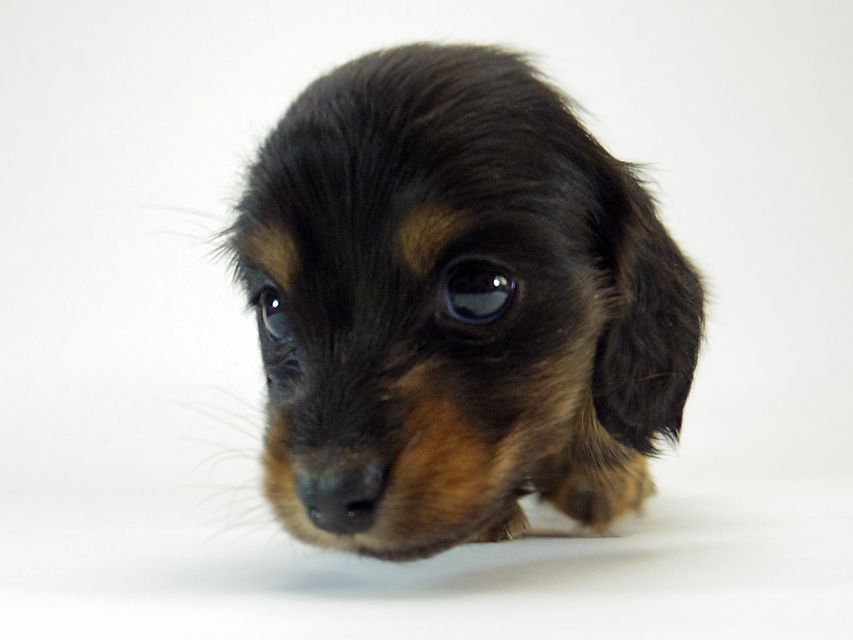 ダックスフンド チェルシー & AQUARIONの子犬 ブラックタン 男の子