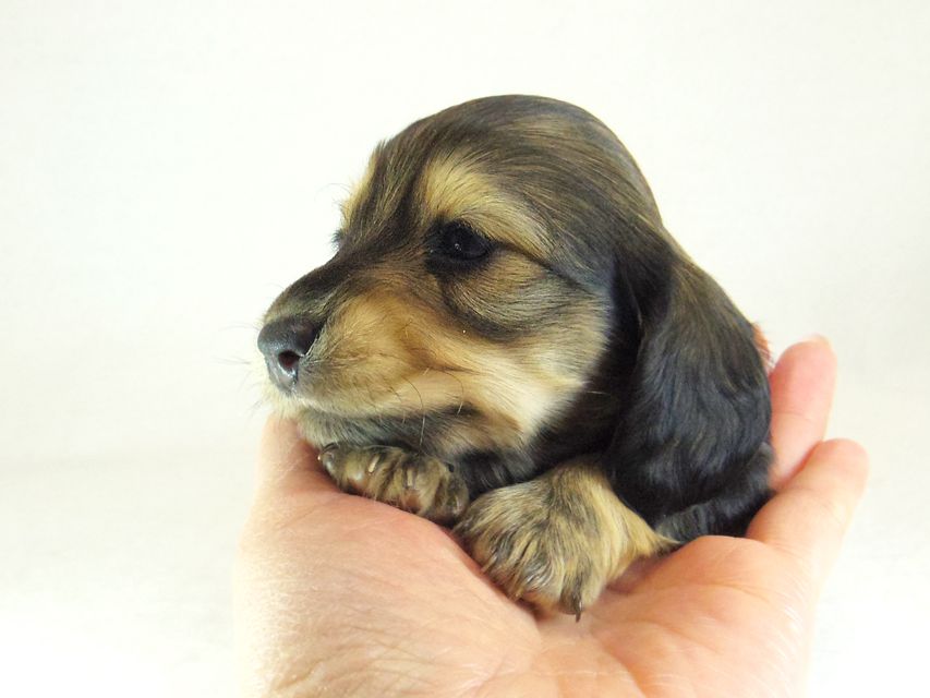 ダックスフンド カニンヘン ティアラ & オスカルの子犬 シェーデットクリーム 女の子