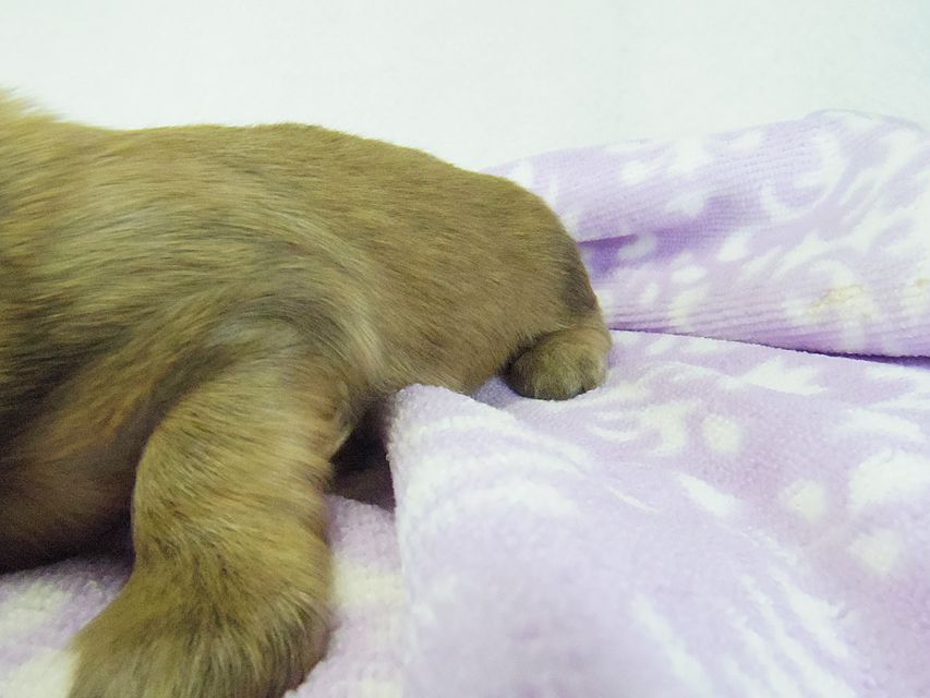 ダックスフンド アンジュ & ジムダンディーの子犬 シェーデットクリーム 女の子②108 ダックスフンド アンジュ & ジムダンディーの子犬 シェーデットクリーム 女の子②