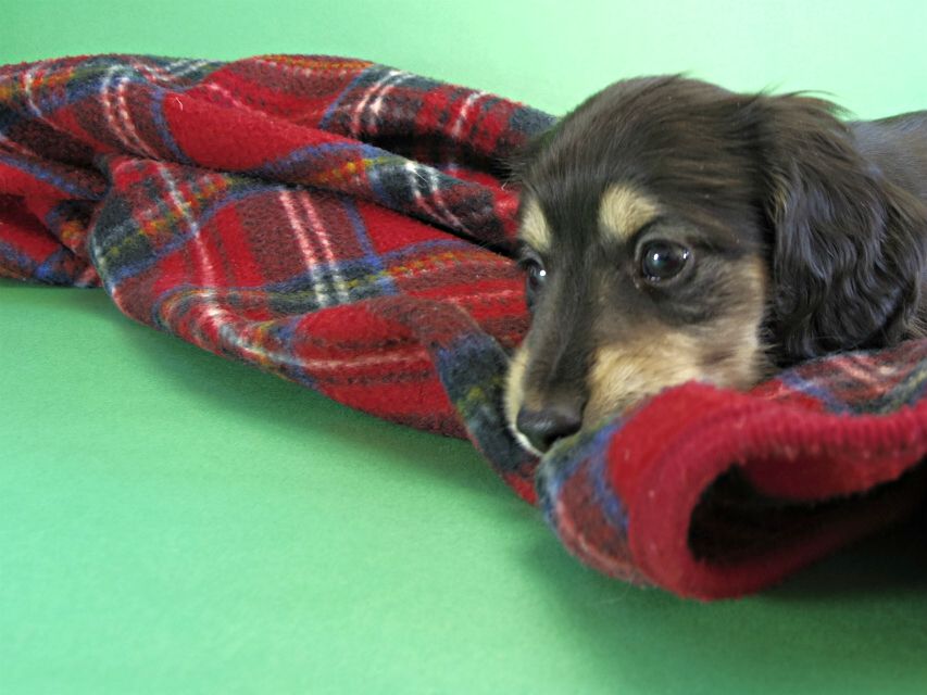 カニヘンダックス 仔犬 ブラック&クリーム男の子 カニヘンダックス 仔犬 ブラック&クリーム男の子