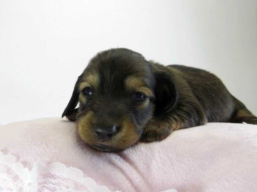 カニンヘン ダックスフンド 子犬 シェーデットクリーム 女の子 カニンヘン ダックスフンド 子犬 シェーデットクリーム 女の子