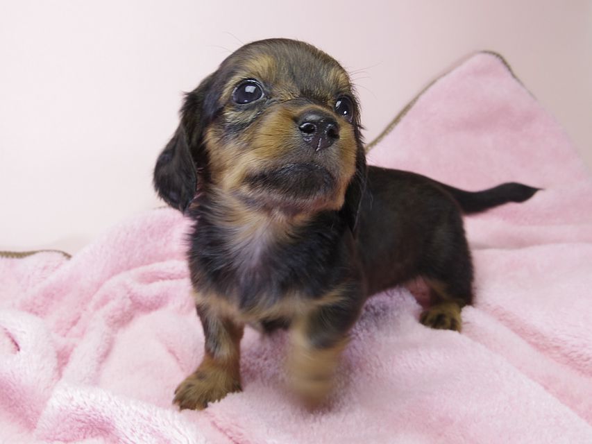 カニンヘン ダックスフンド 子犬 シェーデットレッド 女の子