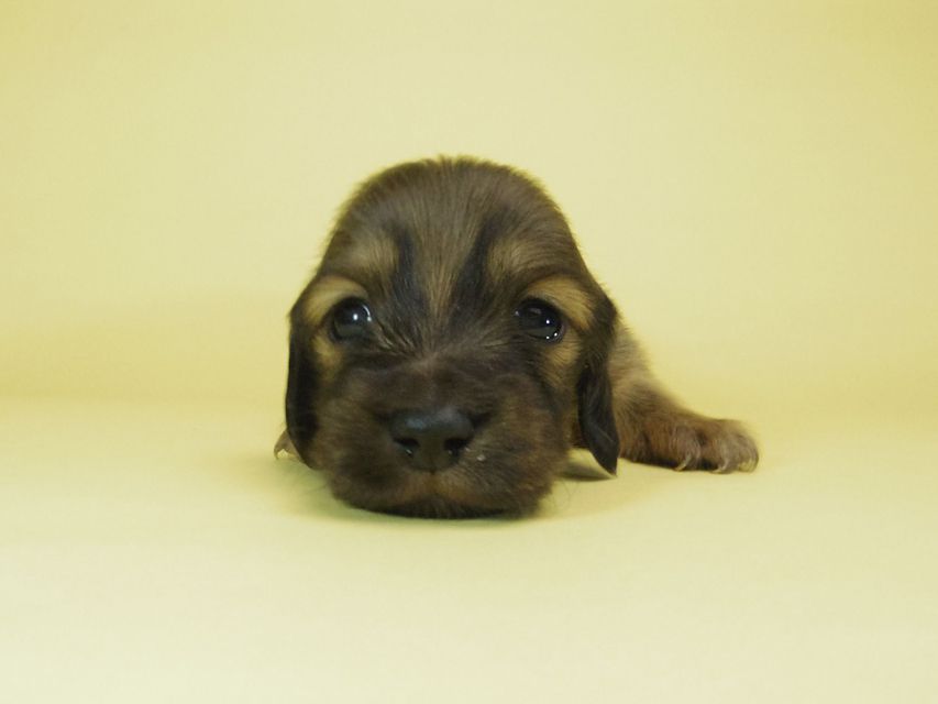 ダックスフンド ソルト & MONKEY D. LUFFYの子犬 シェーデットクリーム 女の子