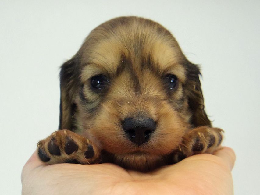 ミニチュアダックス シャーディー & オスカルの赤ちゃん シェーデットクリーム 男の子109 ミニチュアダックス シャーディー & オスカルの赤ちゃん シェーデットクリーム 男の子