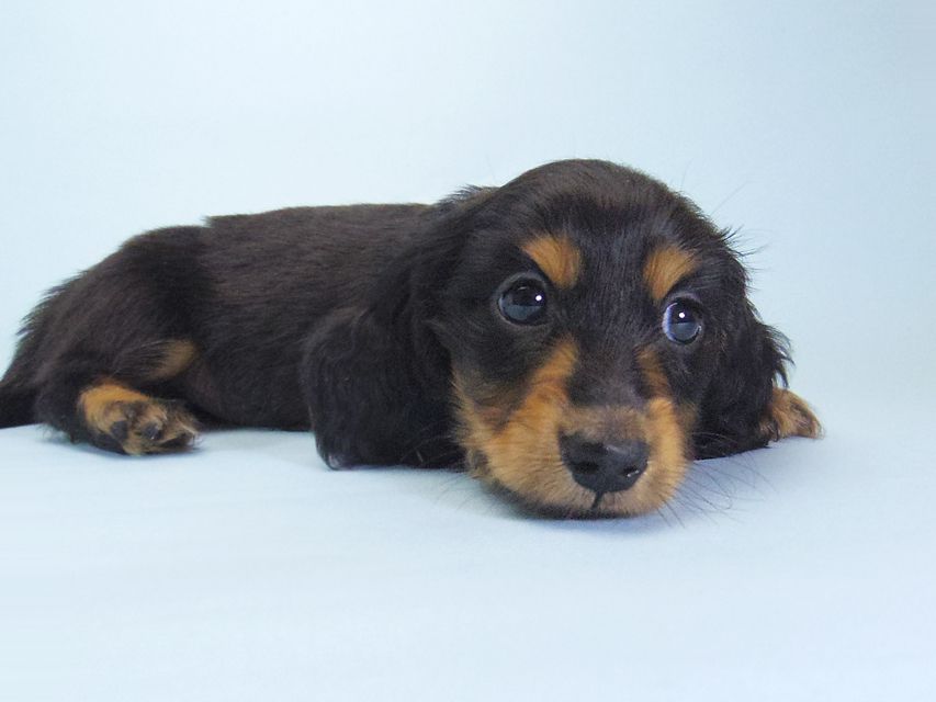 ダックスフンド キュリ & ミントの子犬 ブラックタン 男の子