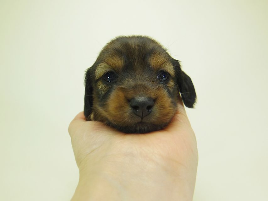 ダックスフンド ミニチュアダックス リールー & ジムダンディの子犬 シェーデットレッド 女の子 お写真初登場109 ダックスフンド ミニチュアダックス リールー & ジムダンディの子犬 シェーデットレッド 女の子 お写真初登場