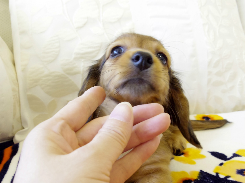 カニンヘン ダックスフンド シェーデットレット　男の子