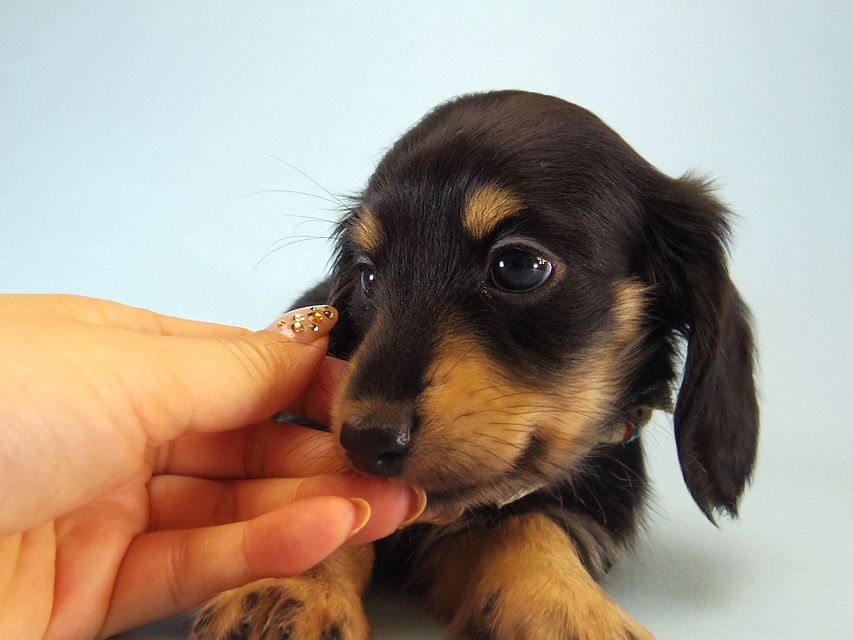 カニンヘン ダックスフンド ハナビ & オスカルの赤ちゃん 7/17生まれ ブラッククリーム 女の子110 カニンヘン ダックスフンド ハナビ & オスカルの赤ちゃん 7/17生まれ ブラッククリーム 女の子