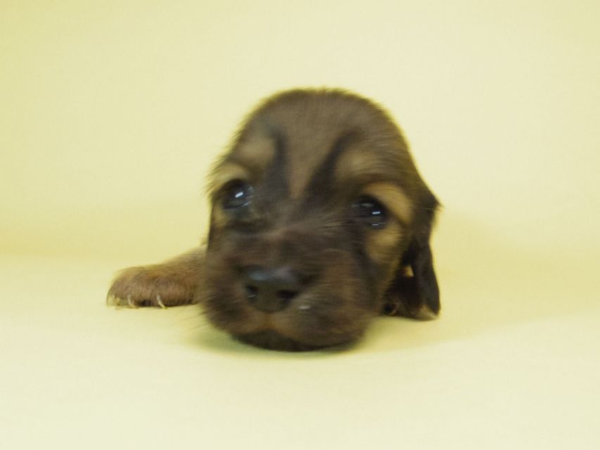 ダックスフンド ソルト & MONKEY D. LUFFYの子犬 シェーデットクリーム 女の子