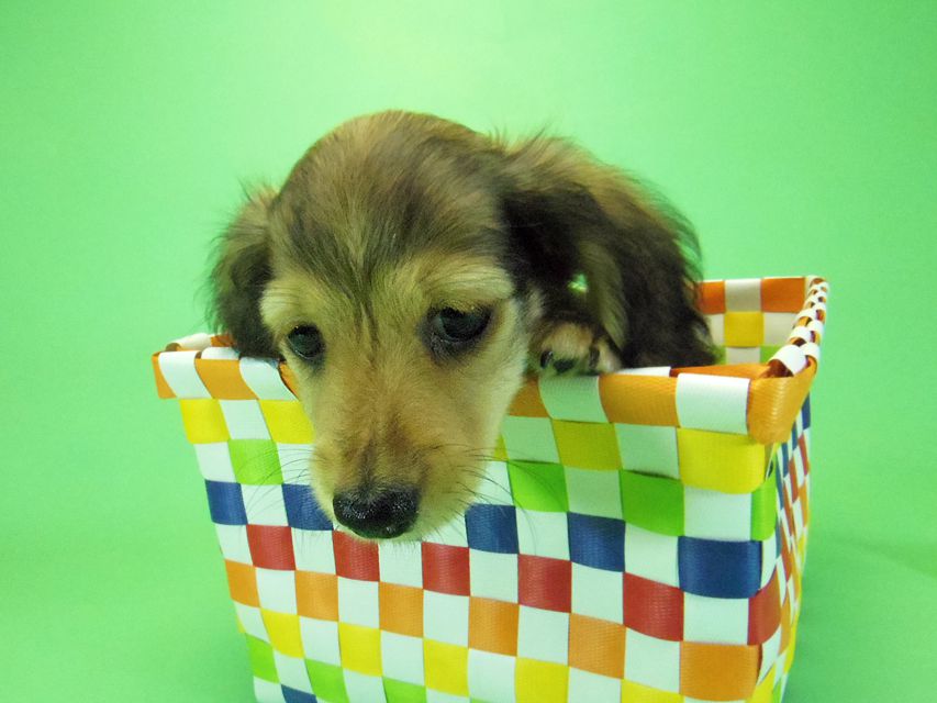 ダックスフンド グリム & オスカルの子犬 シェーデットクリーム 男の子