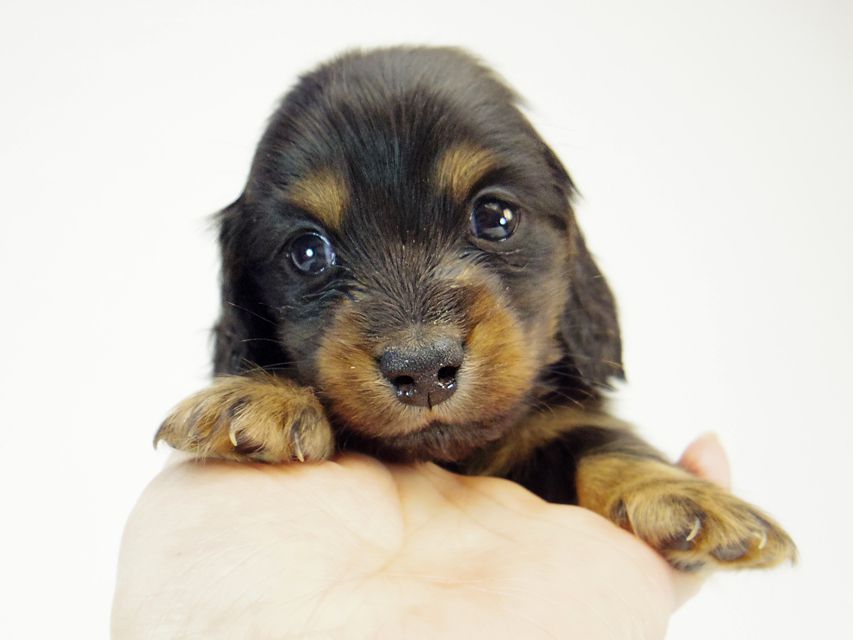 ダックスフンド チェルシー & AQUARIONの子犬 ブラックタン 男の子