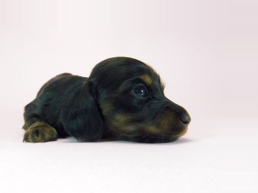 ダックスフンド ルヒィ & ジムダンディの子犬 ブラタン 女の子② お写真初登場