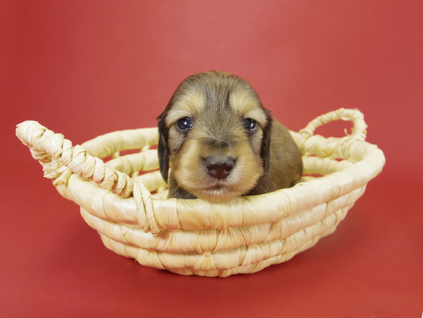 カニンヘン ダックスフンド ティアラの赤ちゃん カニンヘン ダックスフンド ティアラの赤ちゃん