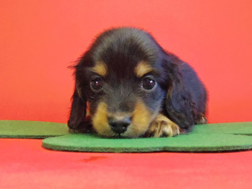 ダックスフンド 黒豆の子 ブラックタン男の子