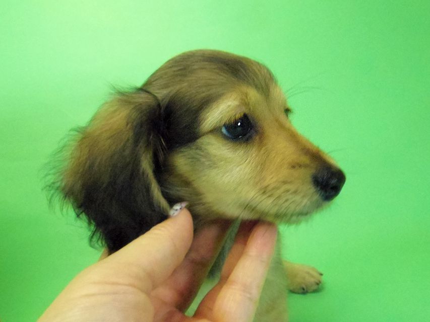 ダックスフンド グリム & オスカルの子犬 シェーデットクリーム 男の子