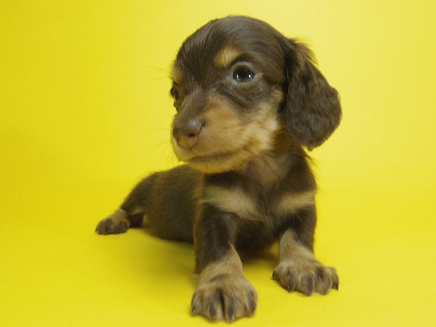 ダックスフンド ピノ & アレックスの赤ちゃん チョコタン 女の子②112 ダックスフンド ピノ & アレックスの赤ちゃん チョコタン 女の子②