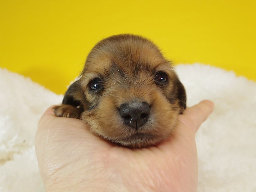 ダックスフンド ふたば & たけるの子犬 シェーデットレッド 女の子②112 ダックスフンド ふたば & たけるの子犬 シェーデットレッド 女の子②