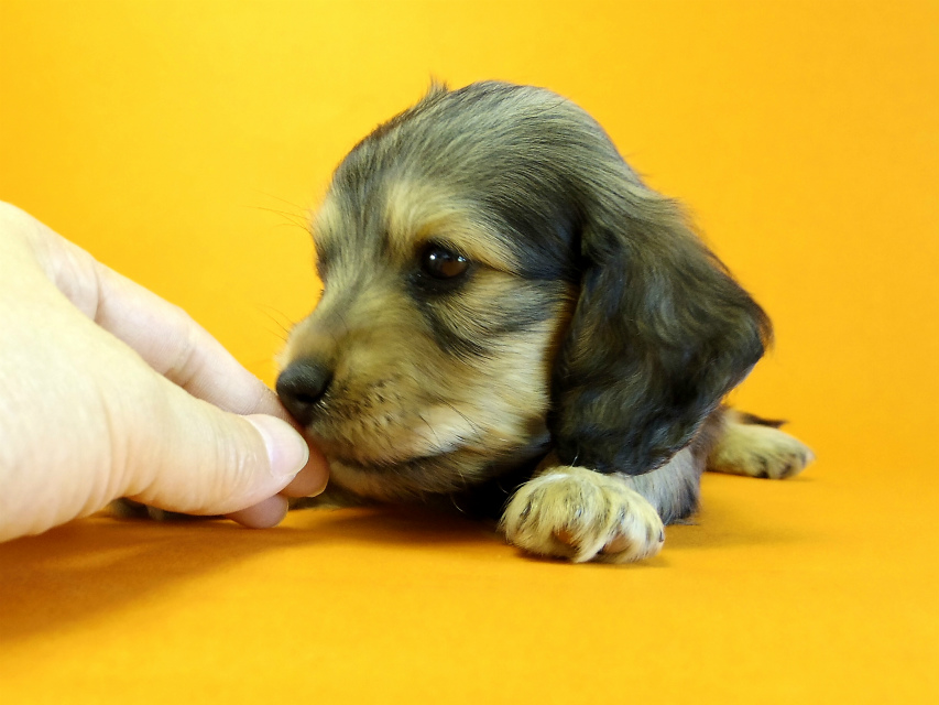 カニヘン　子犬　シェーデットクリーム　女の子