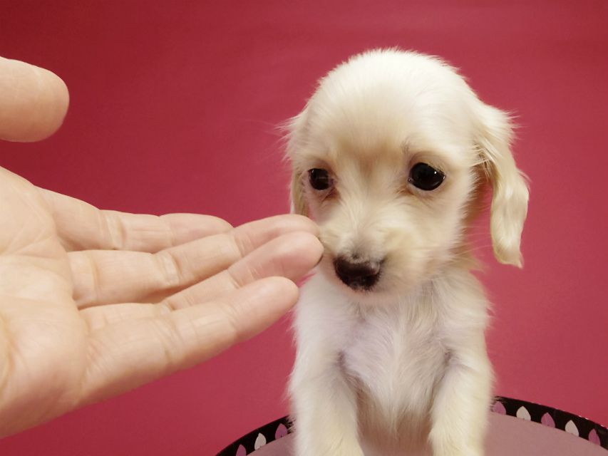 カニンヘン ダックスフンド ピュアクリーム女の子 カニンヘン ダックスフンド ピュアクリーム女の子