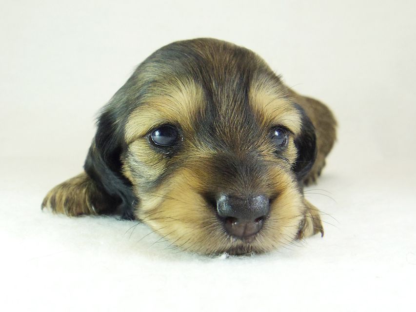 ダックスフンド カニンヘン ティアラ & オスカルの子犬 シェーデットクリーム 女の子