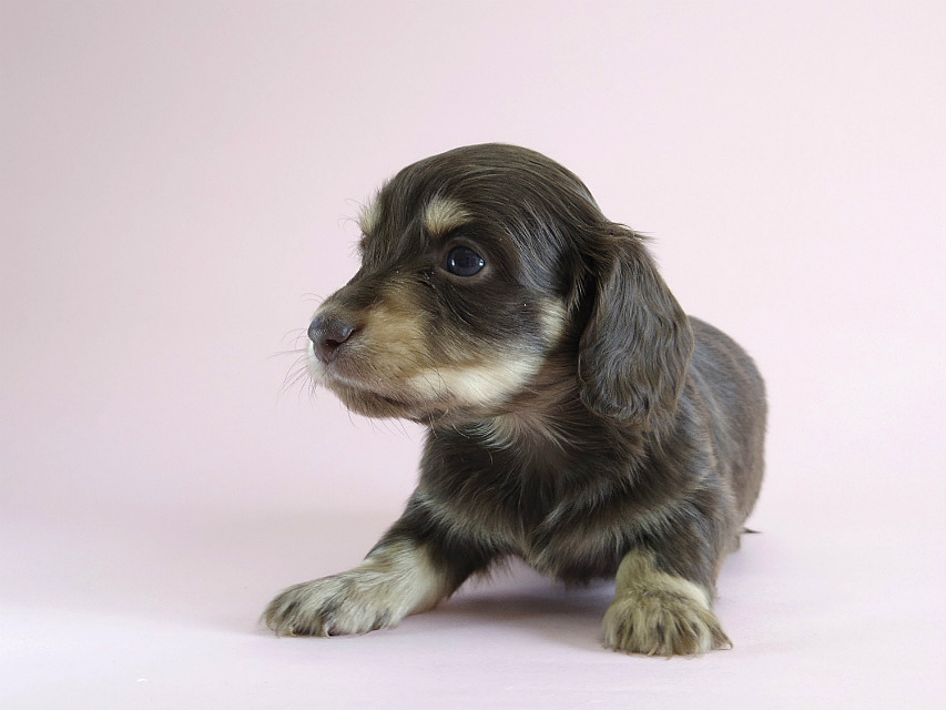 カニヘン　子犬　チョコクリ　女の子