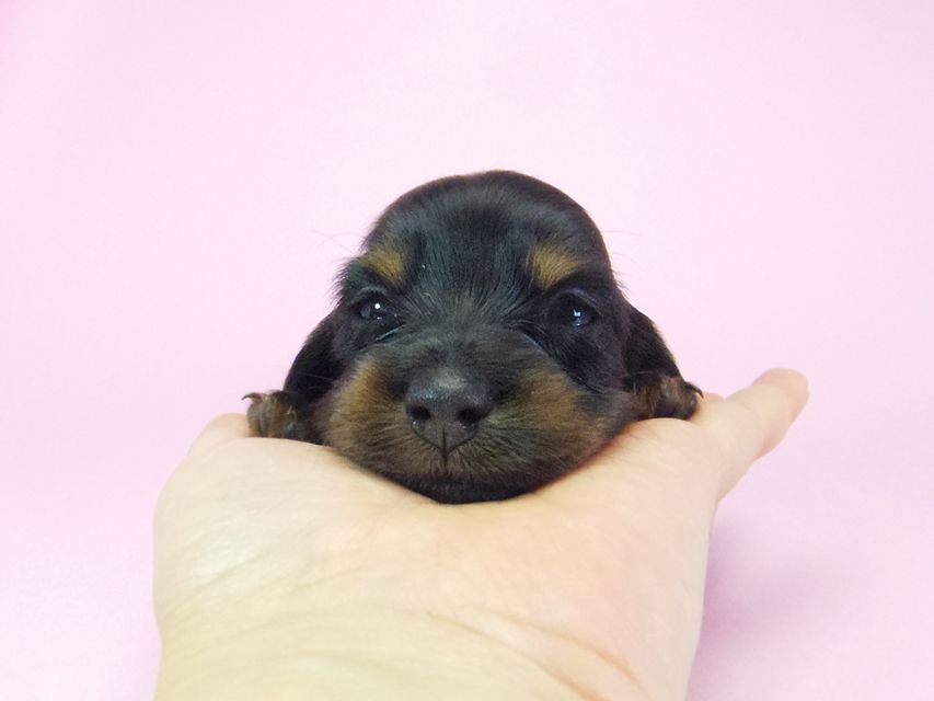 ダックスフンド ルヒィ & ジムダンディの子犬 ブラタン 女の子② お写真初登場