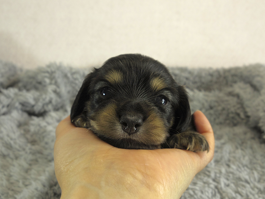 ミニチュアダックス 子犬　ブラクリ女の子